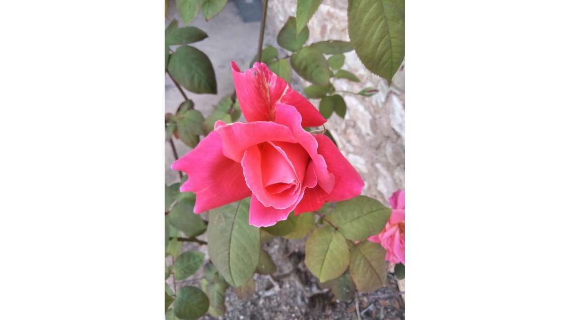 AV fleuriste traditionnel quartier branché à Paris