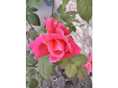 Vente Cadeaux - Fleurs à Paris 11e