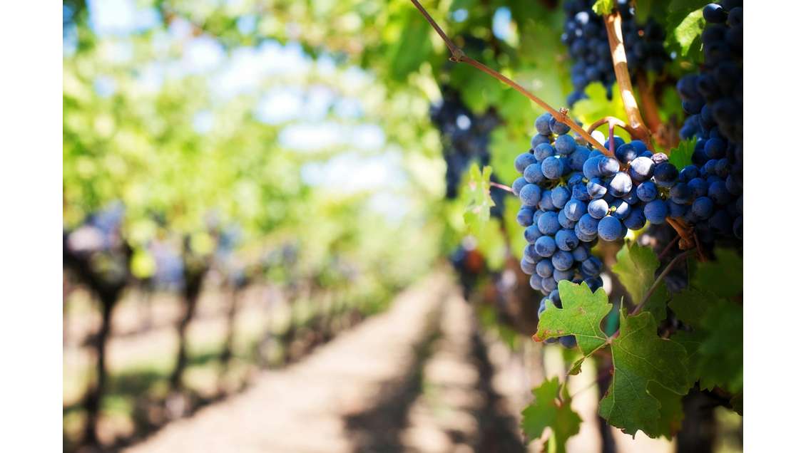 Vente domaine 7 hectares avec lac proche Bordeaux