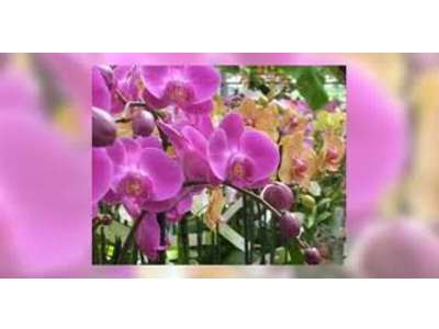 Vente Cadeaux - Fleurs à Équeurdreville-Hainneville