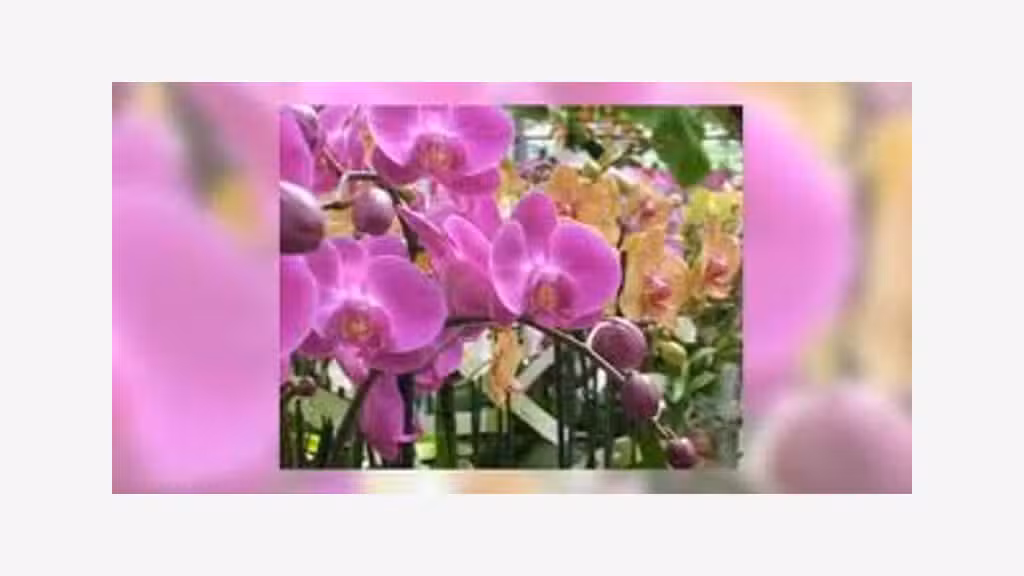 Fonds de commerce fleurs à vendre proche Valognes