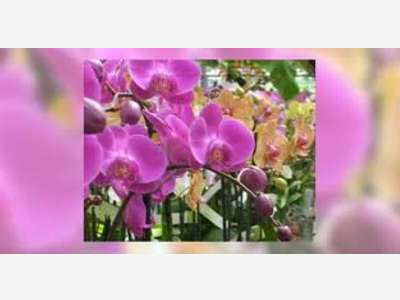 Fonds de fleurs, cadeaux à vendre sur Cherbourg