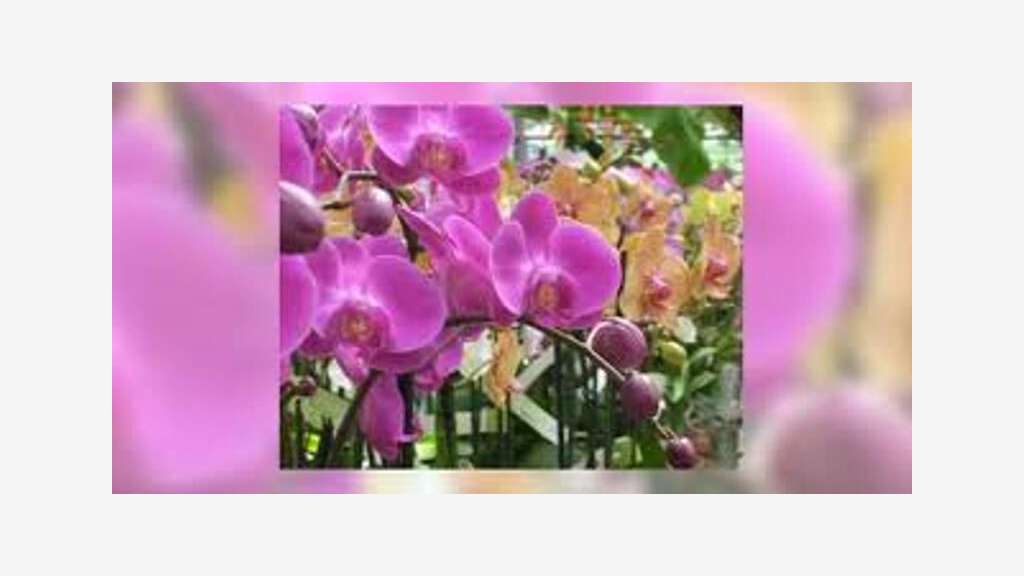 Vend magasin fleurs et cadeaux en centre ville 50
