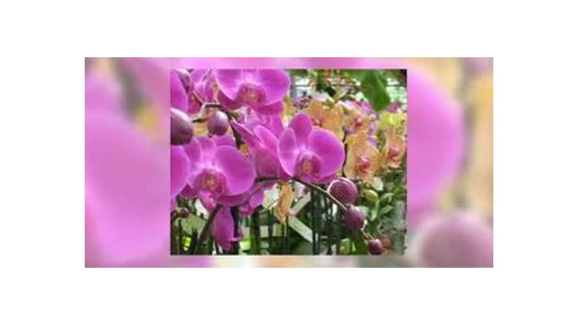 Vend magasin fleurs et cadeaux en centre ville 50