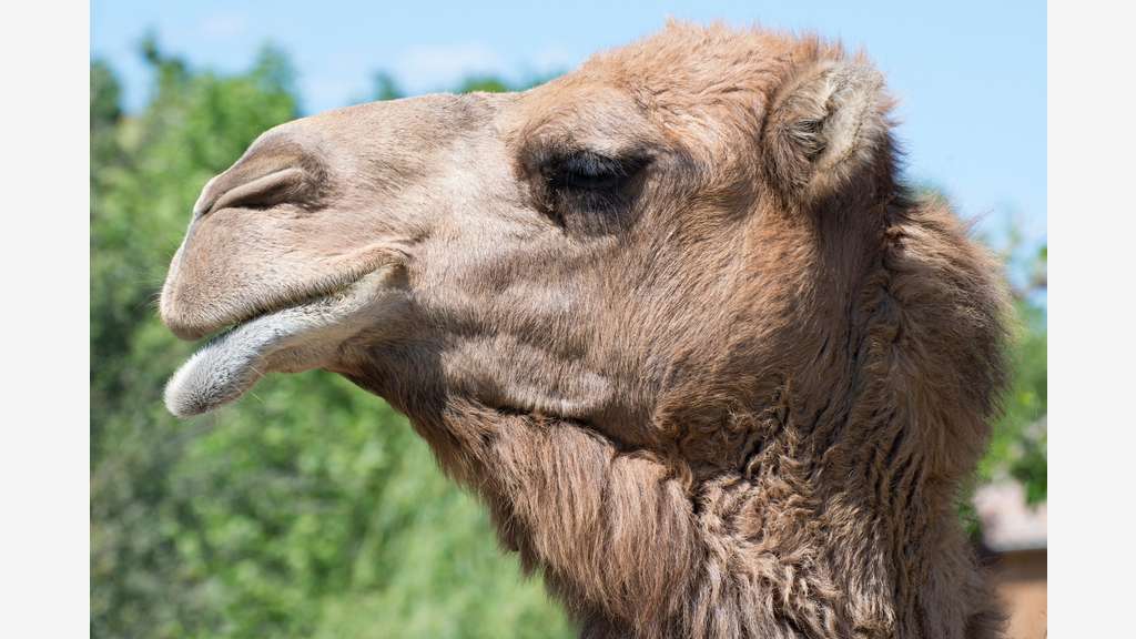 Vente parc animalier en Sud Ardèche