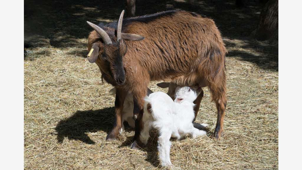 Vente parc animalier en Sud Ardèche