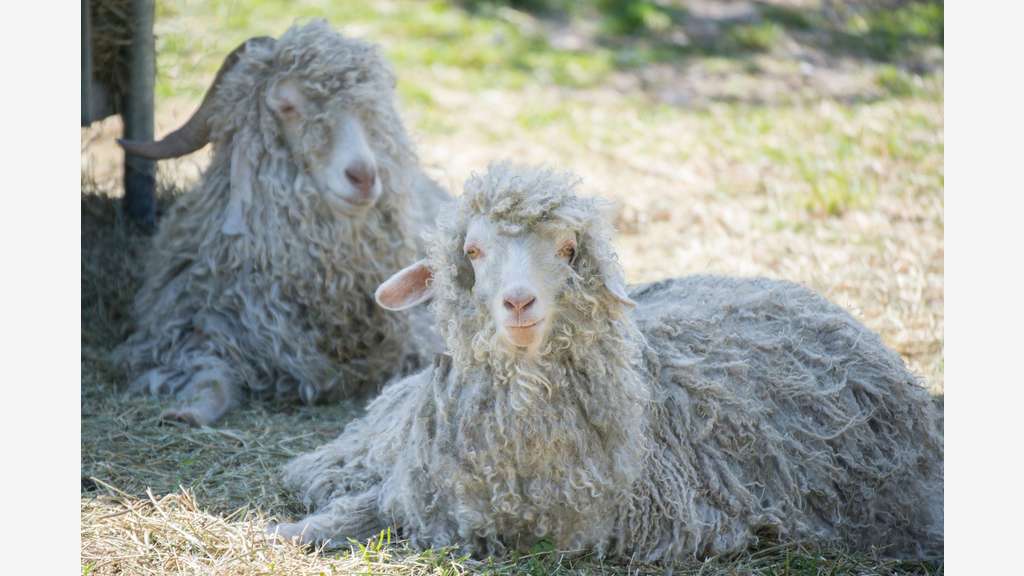 Vente parc animalier en Sud Ardèche