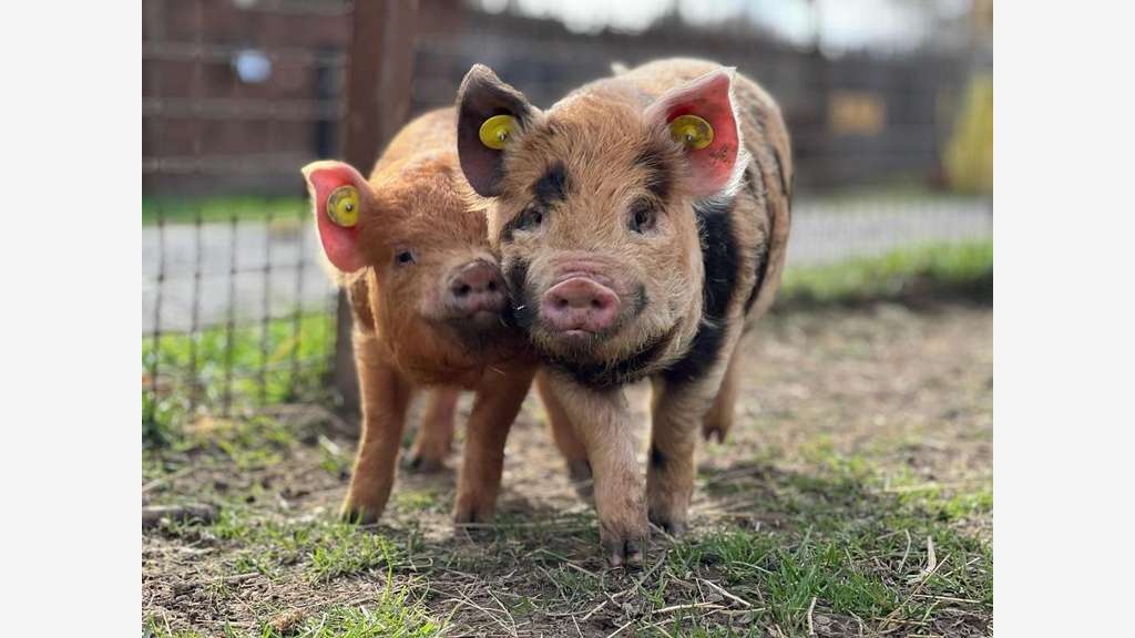 Vente parc animalier en Sud Ardèche