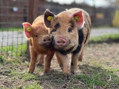 Vente parc animalier en Sud Ardèche