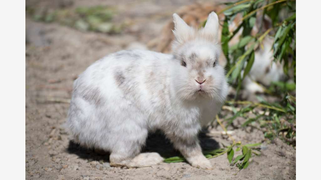 Vente parc animalier en Sud Ardèche