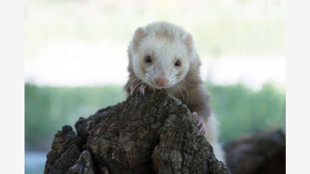 Vente parc animalier en Sud Ardèche