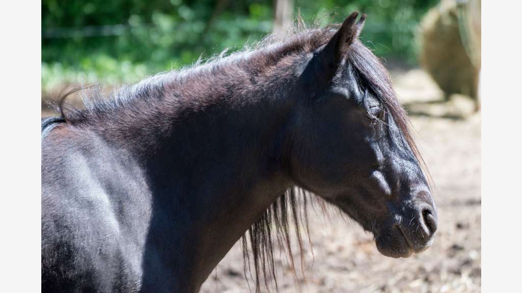 Vente parc animalier en Sud Ardèche