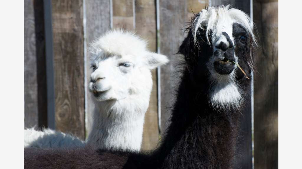 Vente parc animalier en Sud Ardèche