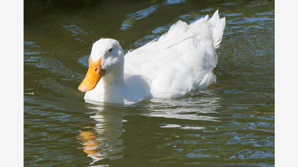 Vente parc animalier en Sud Ardèche