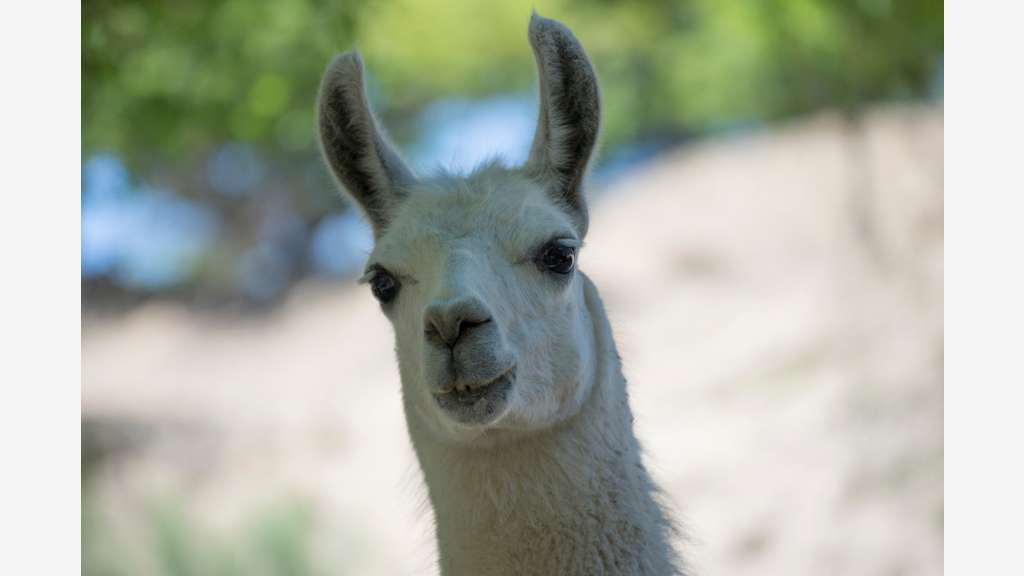 Vente parc animalier en Sud Ardèche