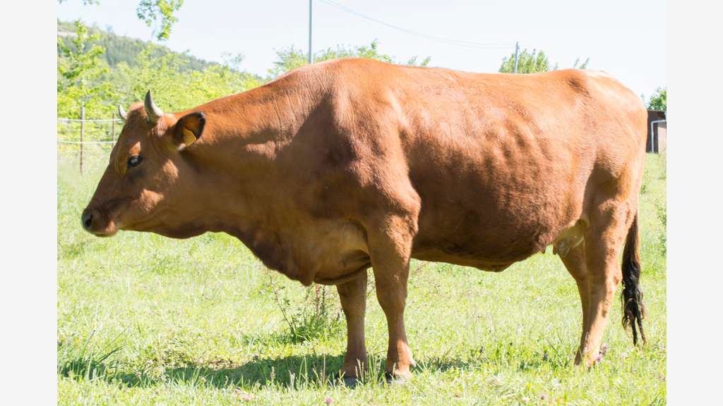 Vente parc animalier en Sud Ardèche