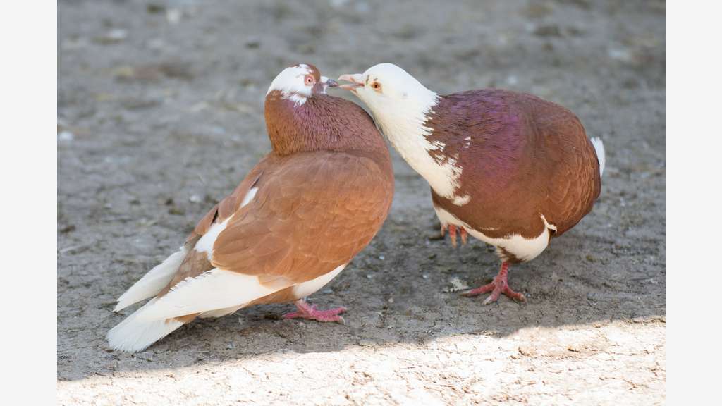 Vente parc animalier en Sud Ardèche