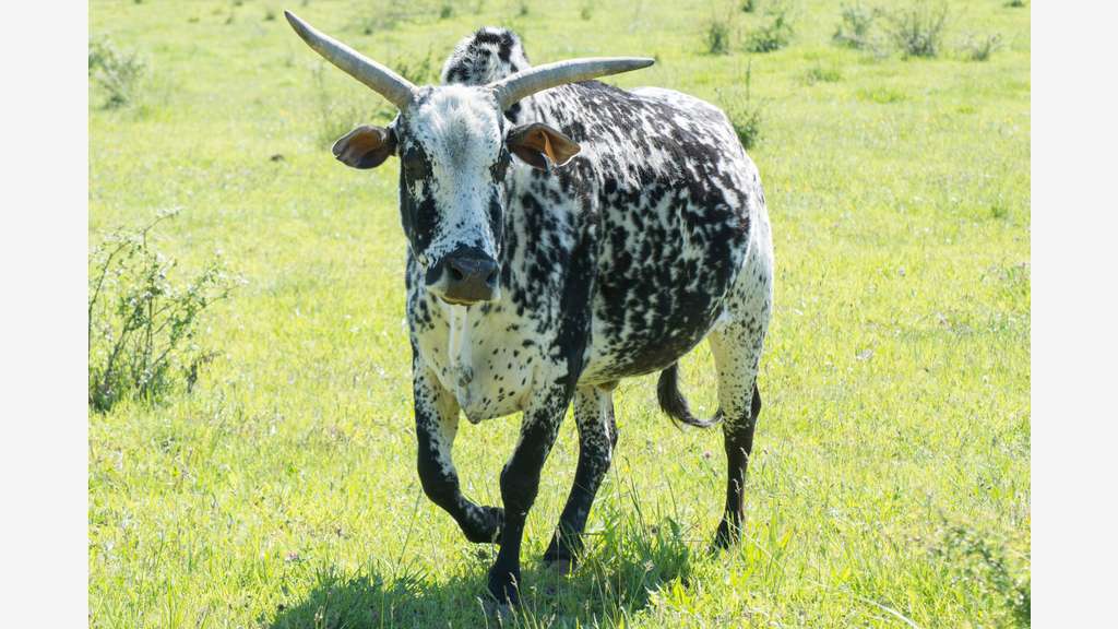Vente parc animalier en Sud Ardèche
