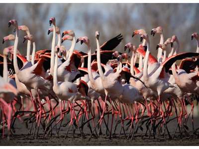Vente Hôtel - Hôtel restaurant dans le Gard