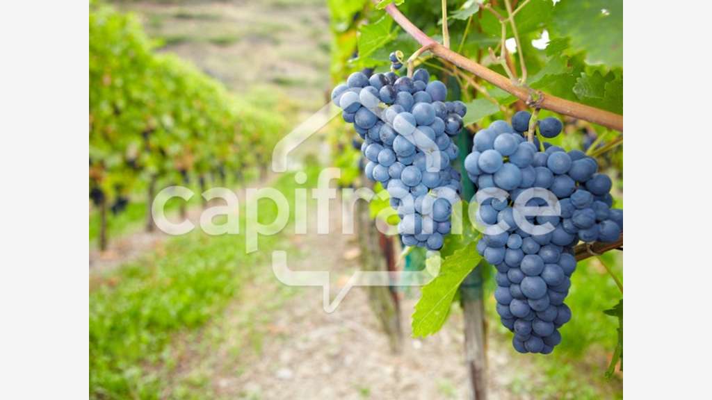 Vente cave à vins ville côtière autour de Quimper