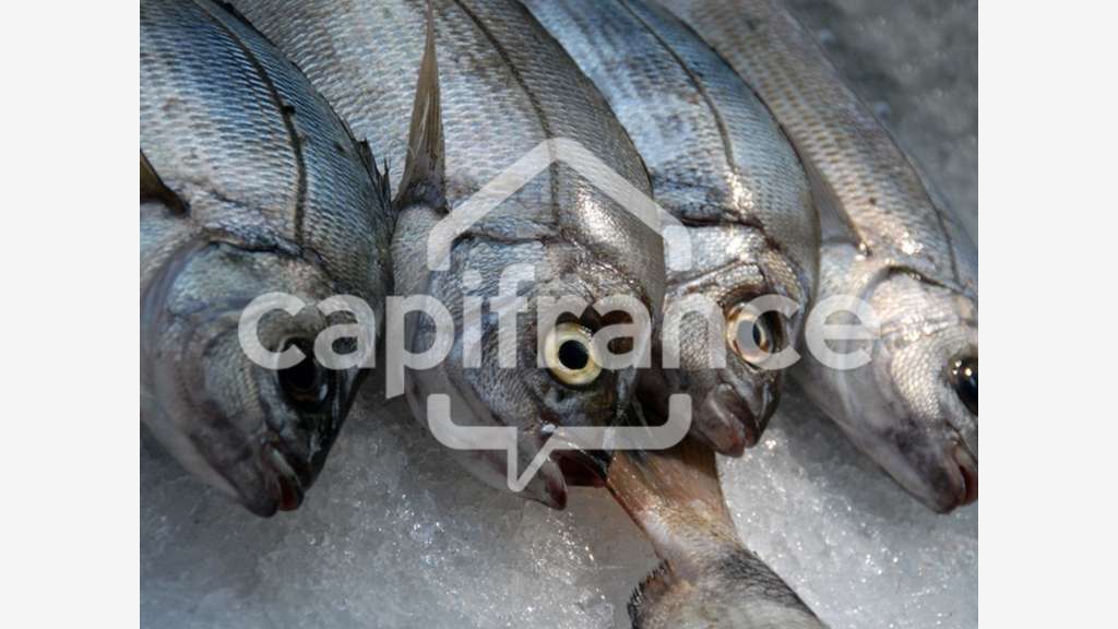 Cession FDC poissonnerie empl N°1 à Royan