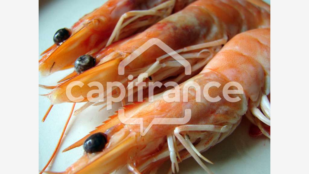 Vente poissonnerie ambulante dans le Finistère Sud