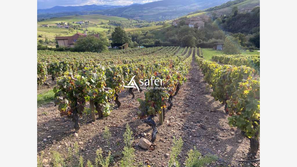 Domaine viticole Beaujolais des Pierres Dorées