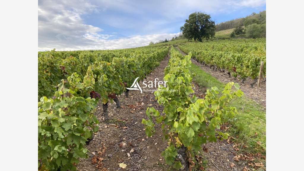 Domaine viticole Beaujolais des Pierres Dorées