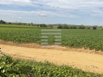 AV société de production de semences en Hérault