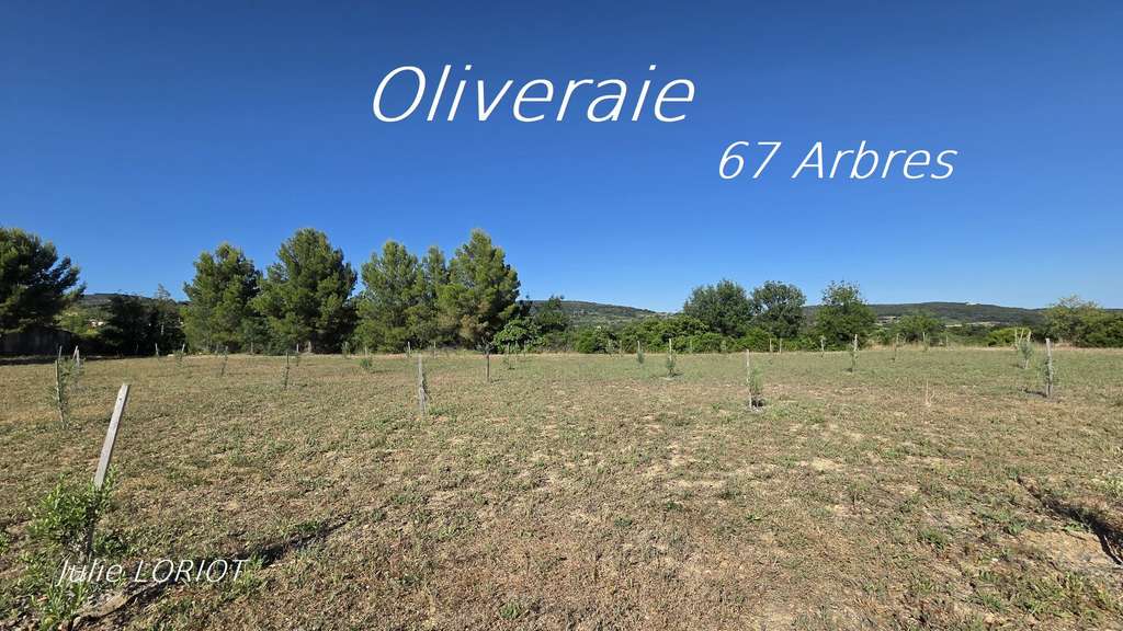 EXCLUSIVITE à vendre oliveraie à Neffiès