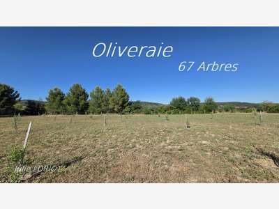 EXCLUSIVITE à vendre oliveraie à Neffiès