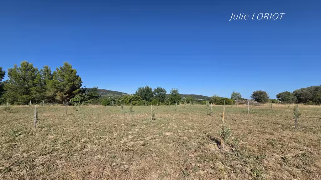 EXCLUSIVITE à vendre oliveraie à Neffiès