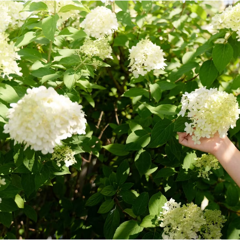 VILLAVERDE - SEVEA SAS