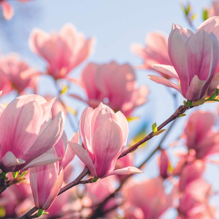 YVES ROCHER : des franchisés satisfaits